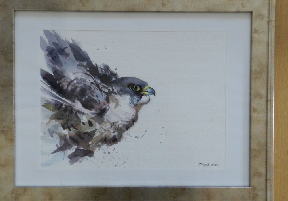 Bussard