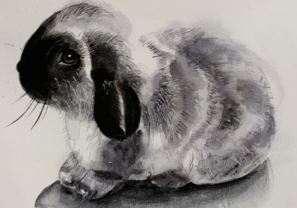 Hase1