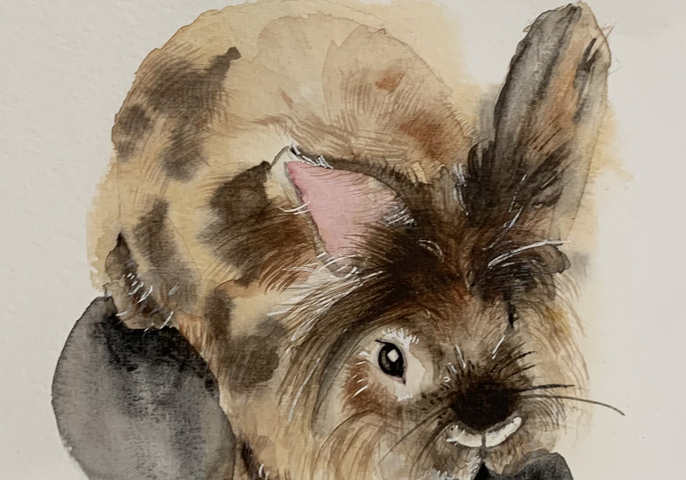 Hase2