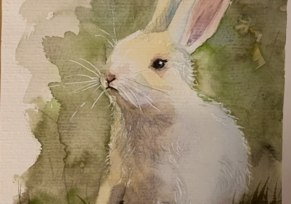 weisser Hase